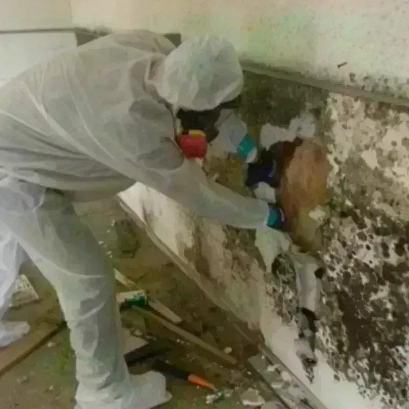 Mold Remediation and Removal in Ripley, OH